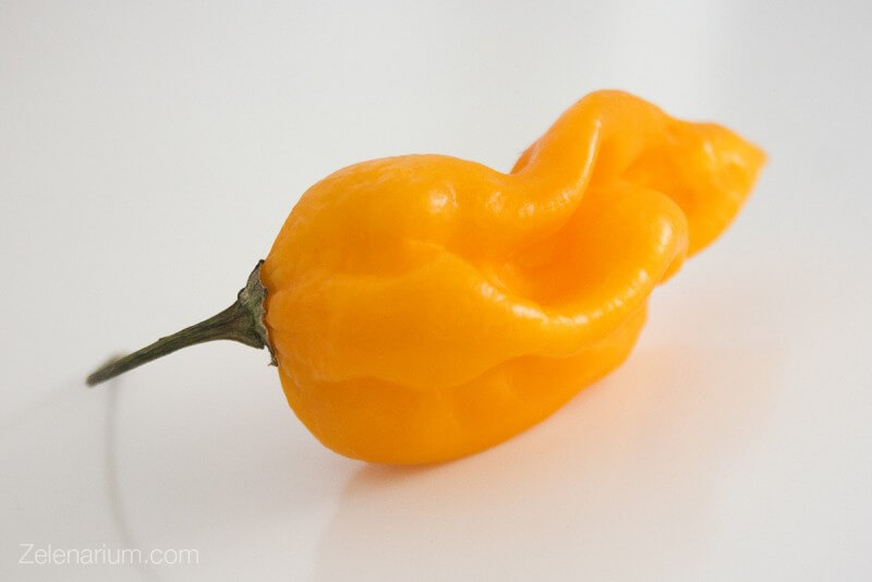 HOT&SPICY SIROVA RADIONICA ZA TOPLIJU ZIMU